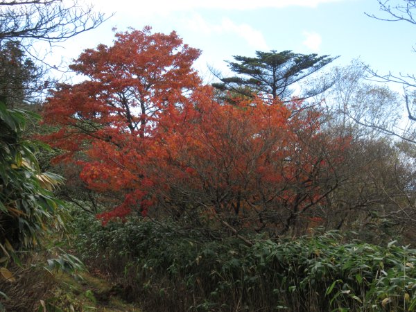 登山道